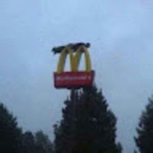 Meet your Posher, Rowan